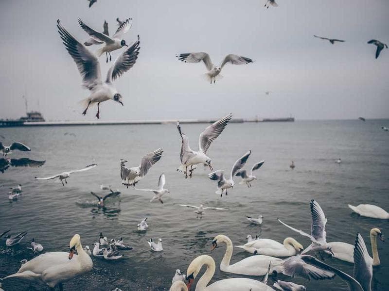 Healthcare Patient Portal